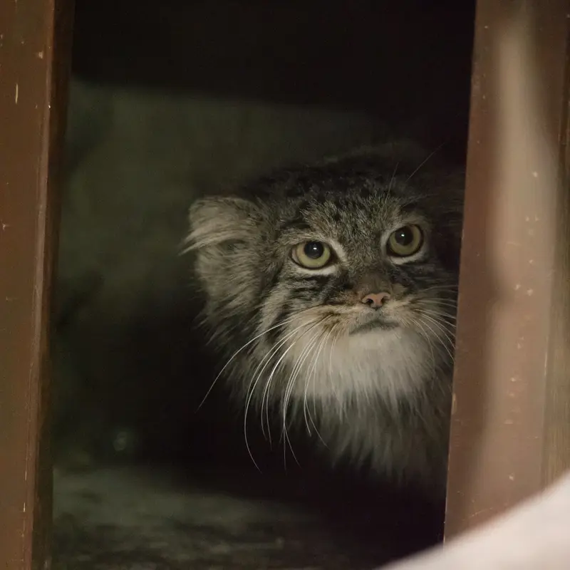 恩賜上野動物園のサフランの写真