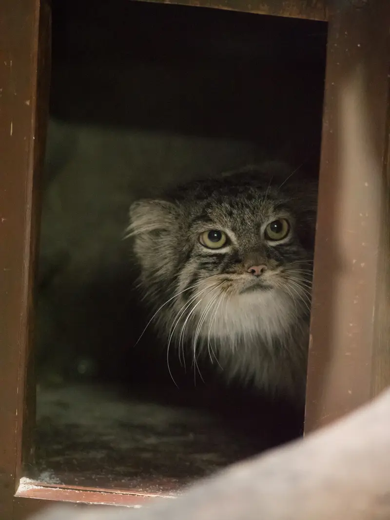恩賜上野動物園のサフランの写真