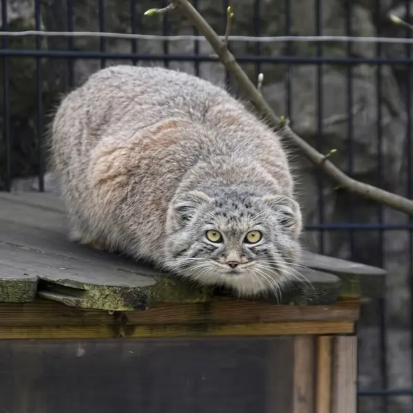 バイオ・トピア・ダンケルクのマヌルネコの写真