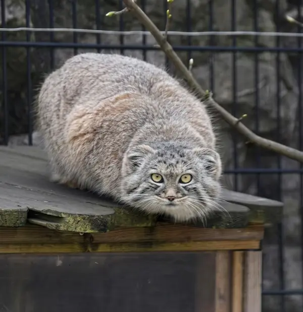 バイオ・トピア・ダンケルクのマヌルネコの写真