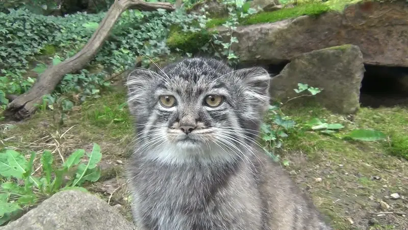 ロッテルダム動物園のローシェとマノエルの動画