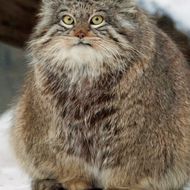 ノヴォシビルスク動物園のマヌルネコの写真