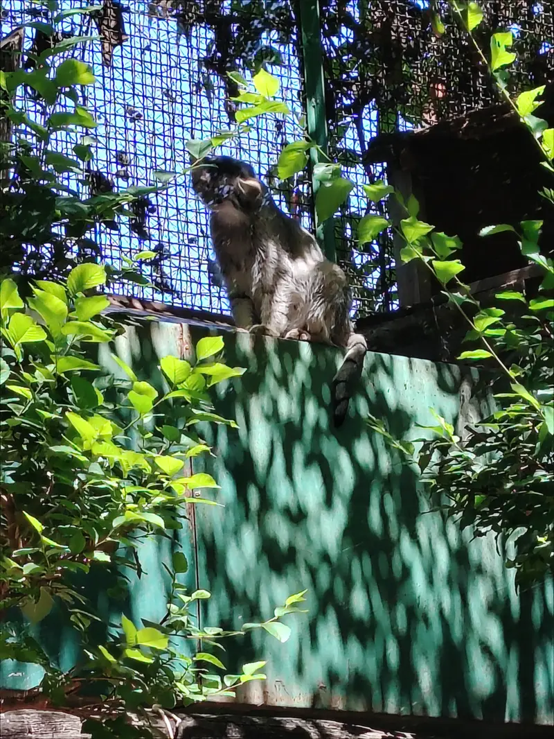 ブダペスト動物園・植物園のルーシーの写真