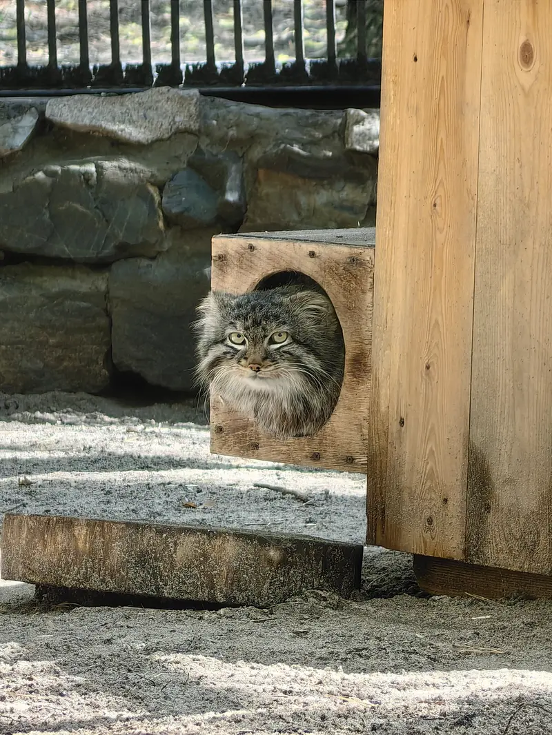 ノヴォシビルスク動物園のレオンの写真