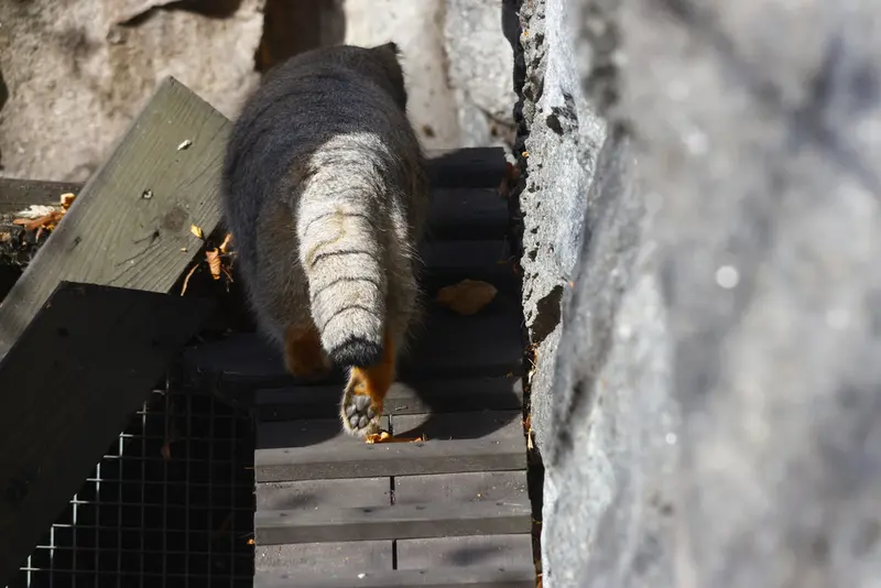 モスクワ動物園のティモフェイの写真