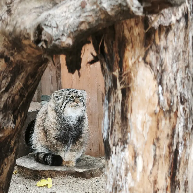 ノヴォシビルスク動物園のアーニャの写真