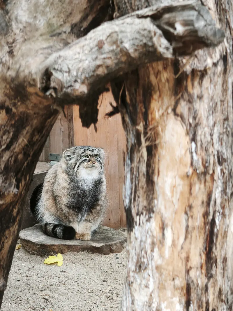 ノヴォシビルスク動物園のアーニャの写真