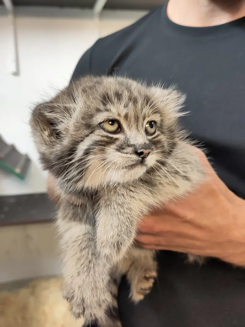 コルケアサーリ動物園のコッリ・オッリの写真