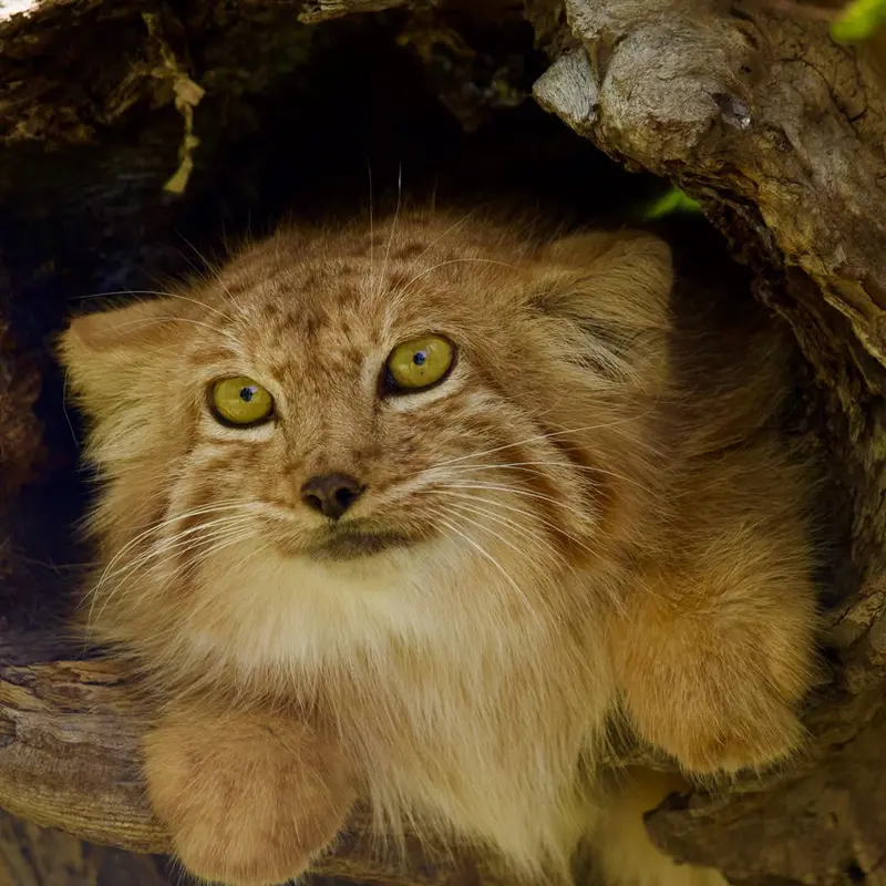 エレバン動物園のナノーの写真