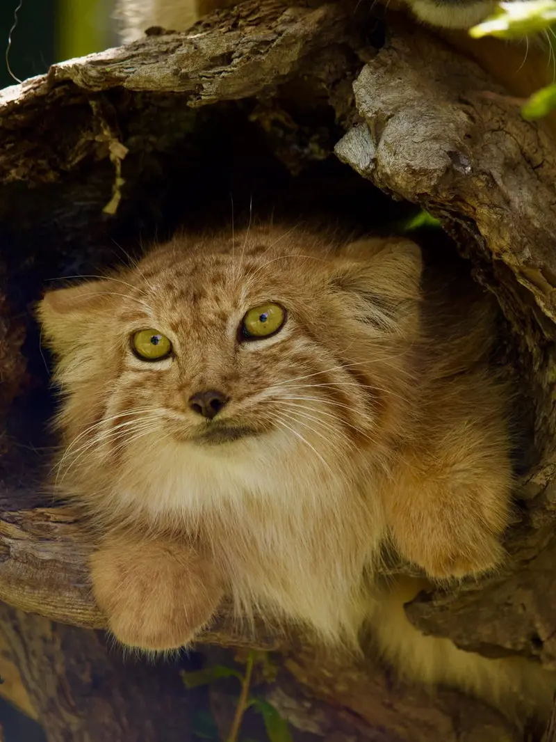 エレバン動物園のナノーの写真