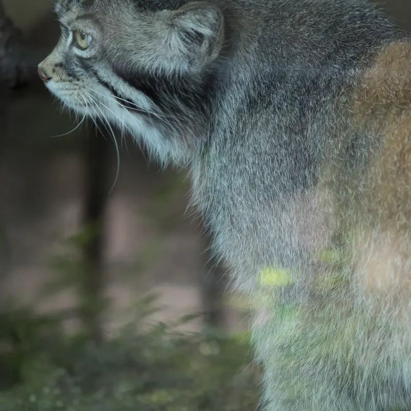 神戸市立王子動物園のイーリスの写真