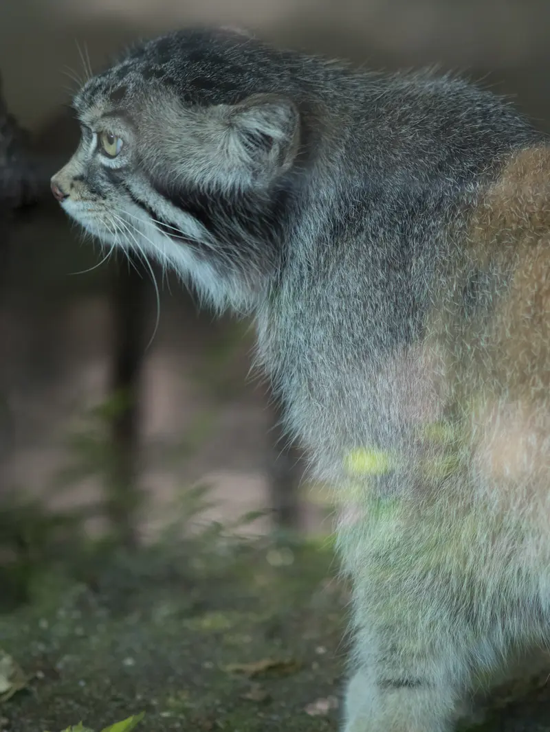 神戸市立王子動物園のイーリスの写真
