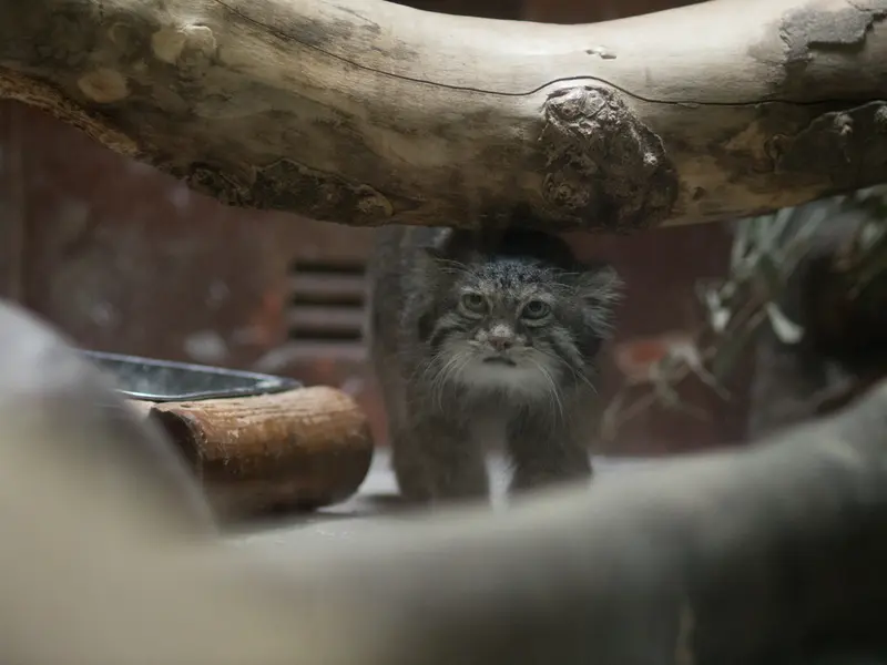 恩賜上野動物園のクリョンの写真