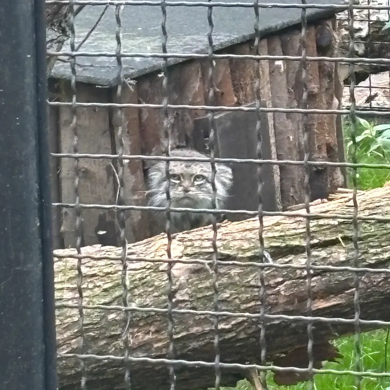 ワルシャワ動物園のジェシーの写真