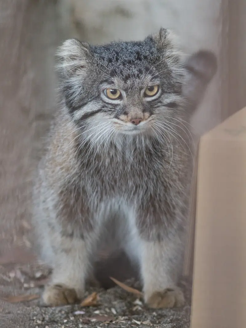 野毛山動物園のフィーガの写真