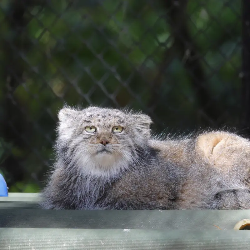 ノヴォシビルスク動物園のミアの写真