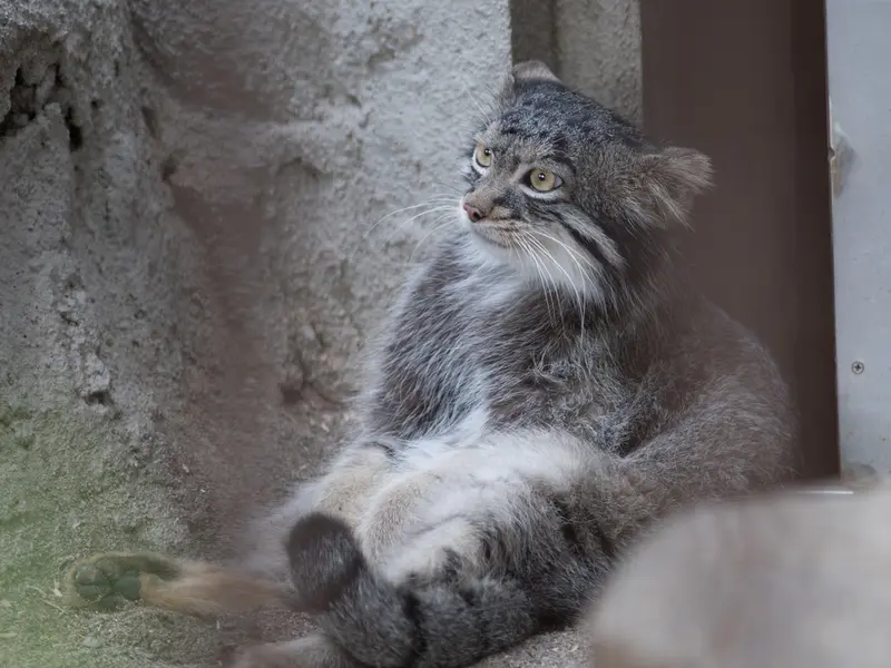 野毛山動物園のフィーガの写真