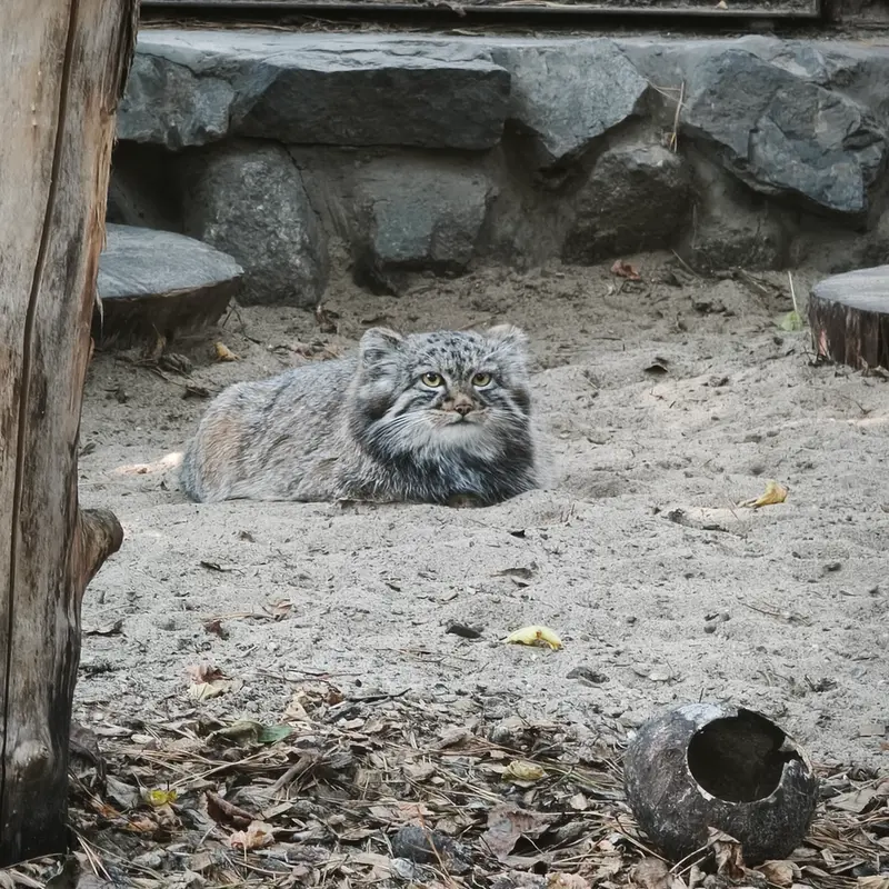 ノヴォシビルスク動物園のマヌルネコの写真