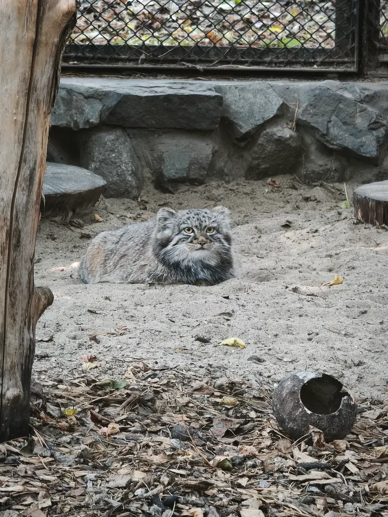 ノヴォシビルスク動物園のマヌルネコの写真