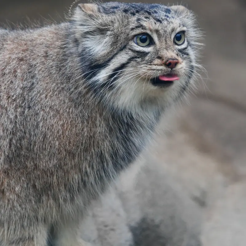 神戸どうぶつ王国のアズの写真