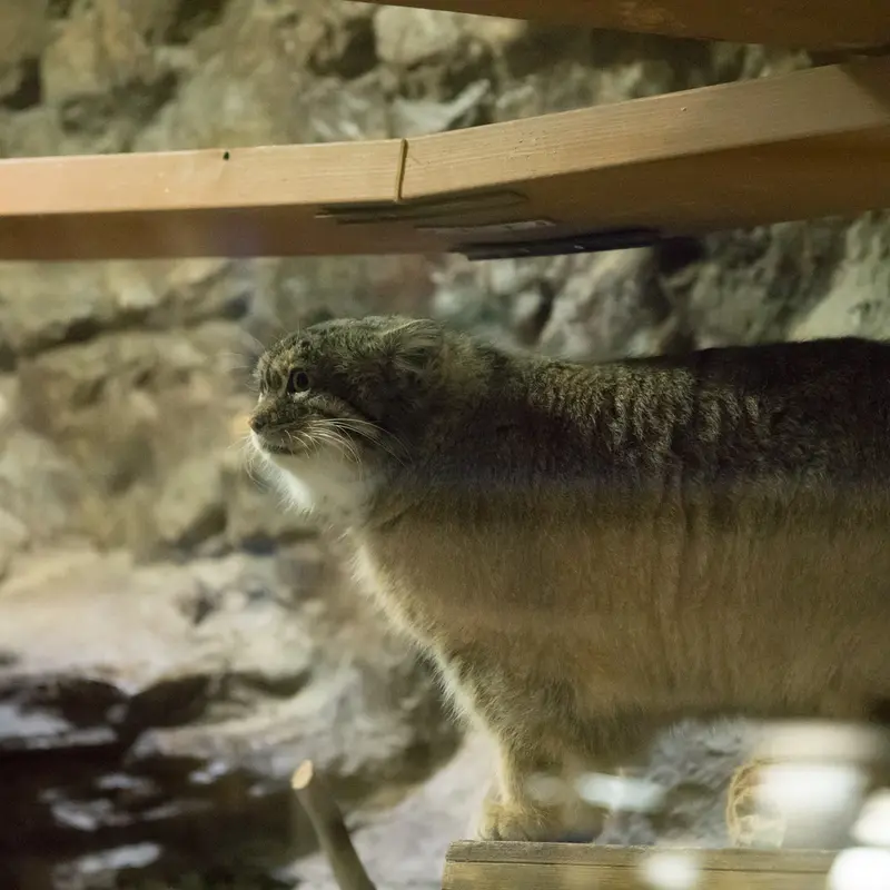 恩賜上野動物園のプリームラの写真