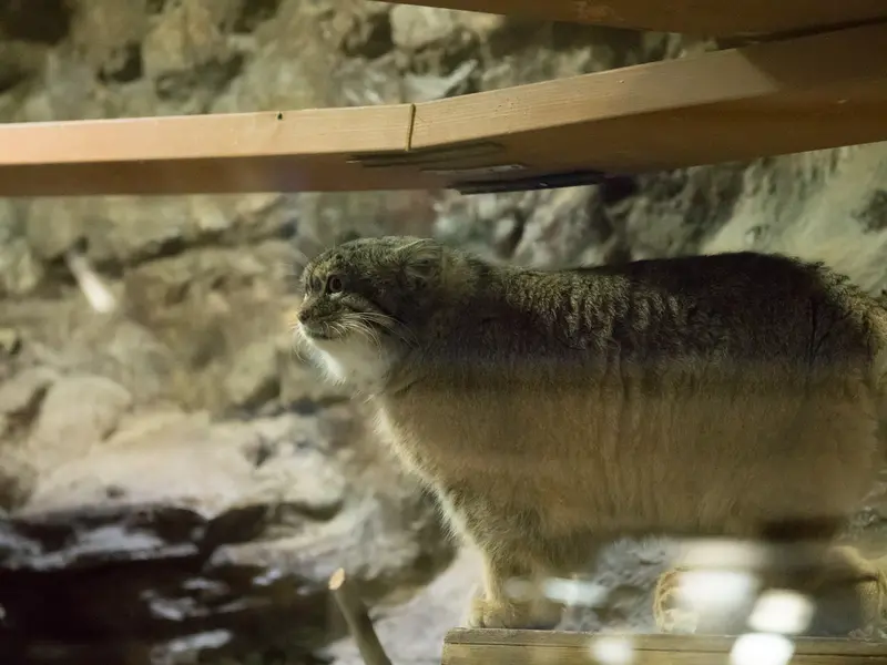 恩賜上野動物園のプリームラの写真