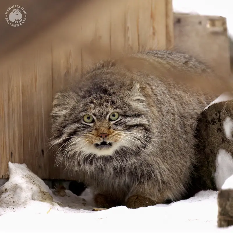ノボシビルスク動物園でオオヤマネコの交尾シーズンが始まりました！