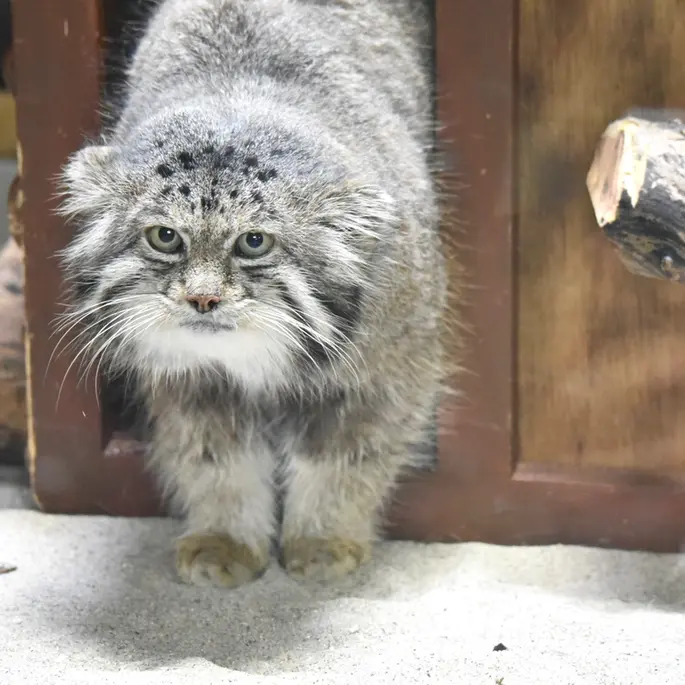 恩賜上野動物園のクリョンの写真