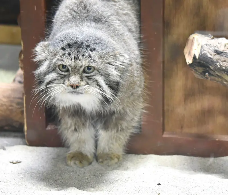 恩賜上野動物園のクリョンの写真
