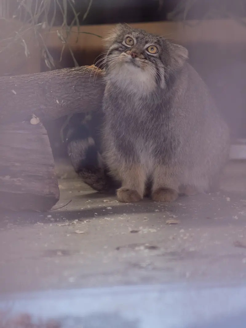 野毛山動物園のフィーガの写真