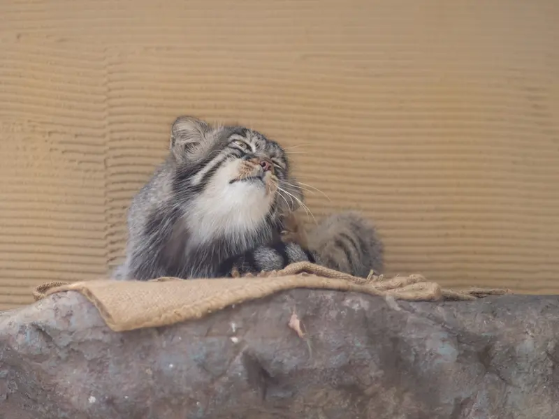旭山動物園のヒデの写真
