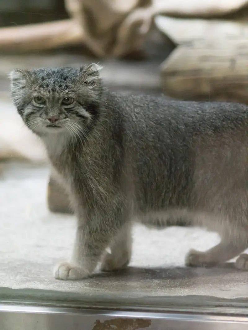 恩賜上野動物園のクリョンの写真