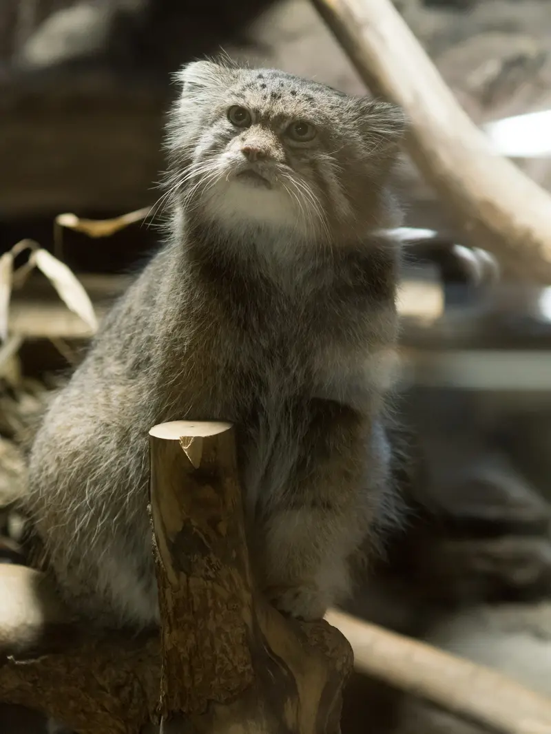 恩賜上野動物園のクリョンの写真