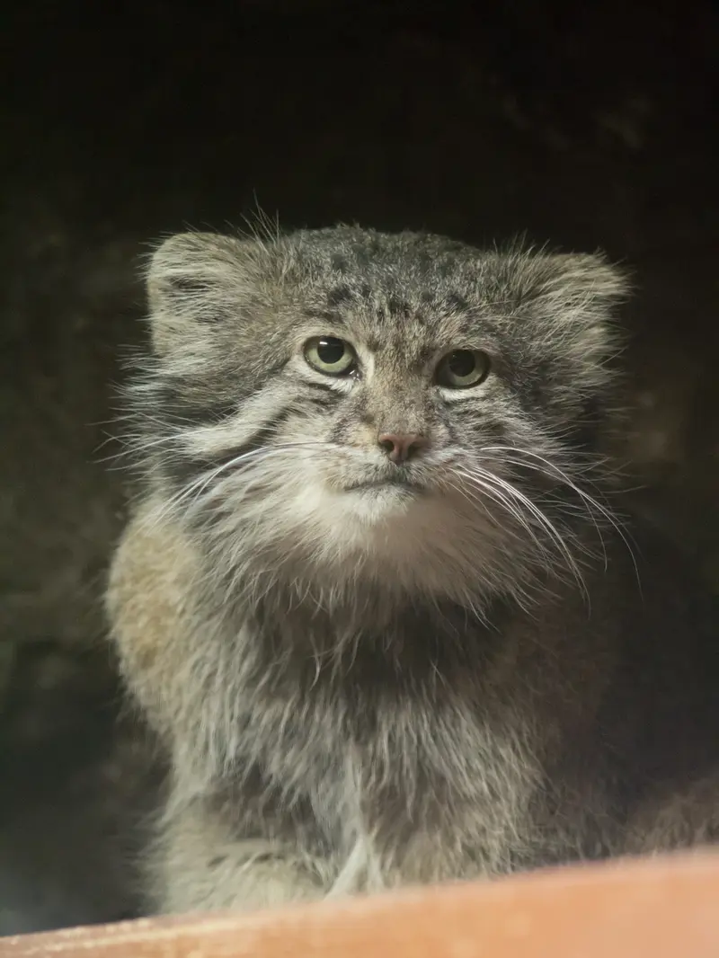 恩賜上野動物園のクリョンの写真