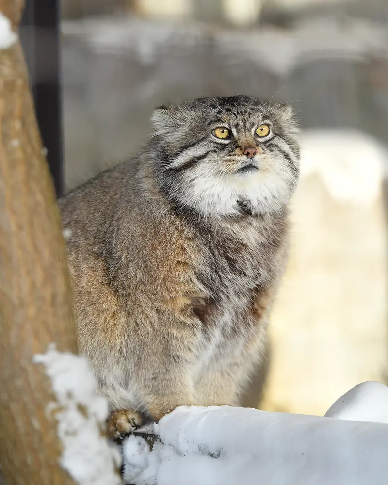 旭山動物園のグルーシャの写真