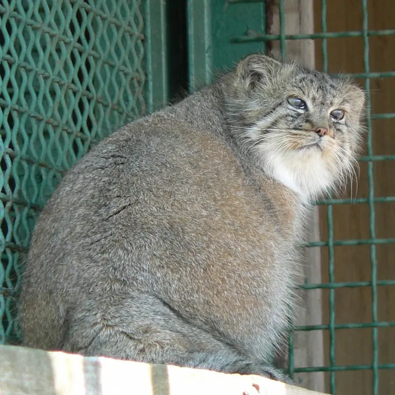 希少動物繁殖センターのマヌルネコの写真