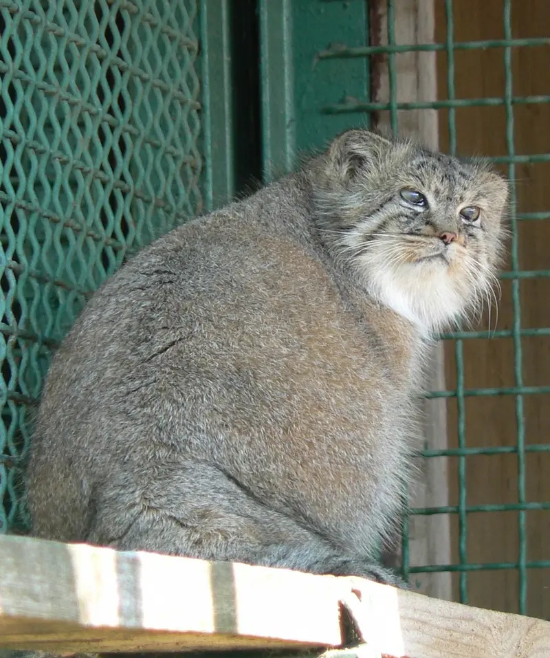 希少動物繁殖センターのマヌルネコの写真