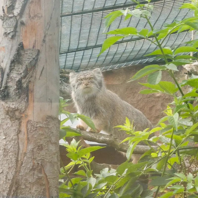 エディンバラ動物園のダッチェスの写真