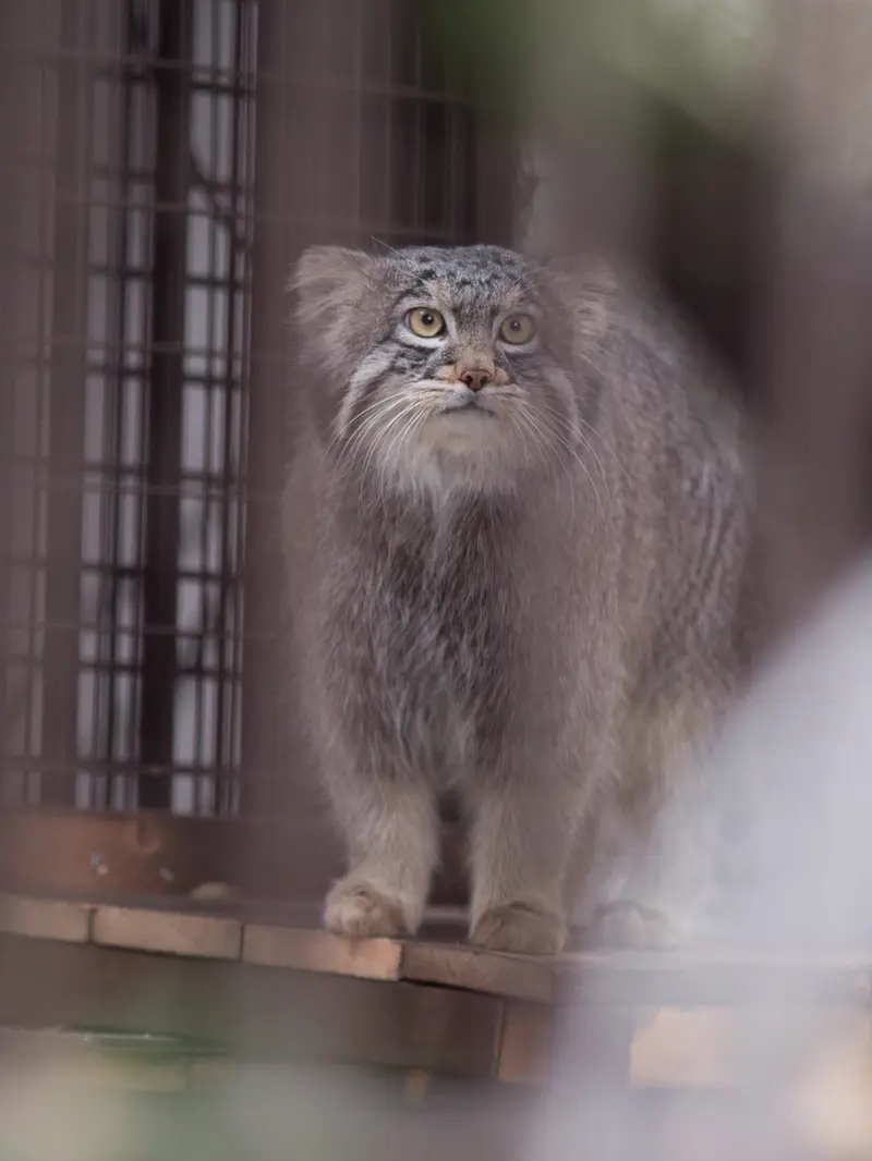 野毛山動物園のフィーガの写真