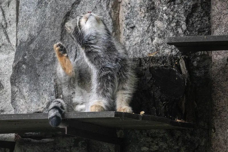 モスクワ動物園のティモフェイの写真