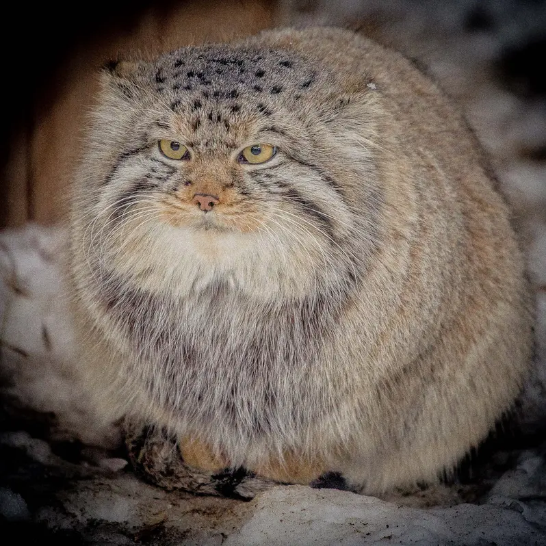 ノヴォシビルスク動物園のキムの写真
