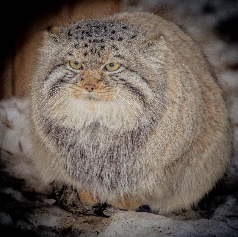 ノヴォシビルスク動物園のキムの写真