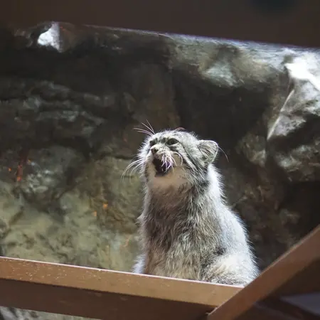 恩賜上野動物園のプリームラの写真