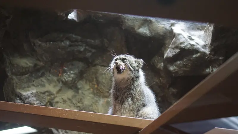 恩賜上野動物園のプリームラの写真