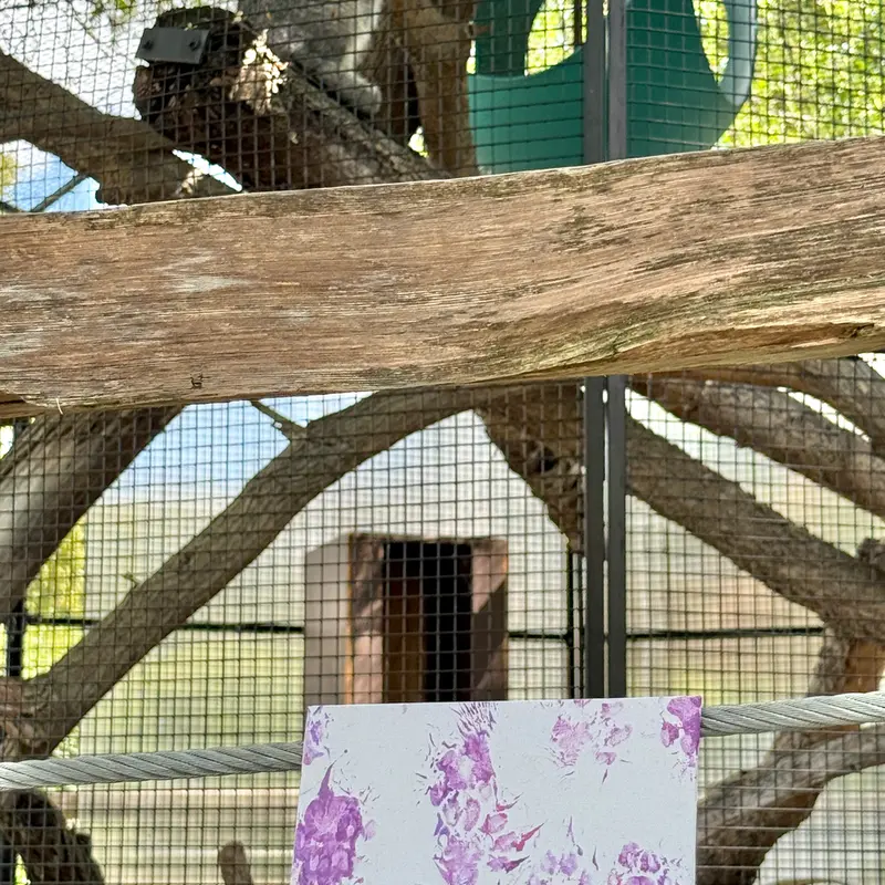 ニアイビ動物園のイーヴィーの写真