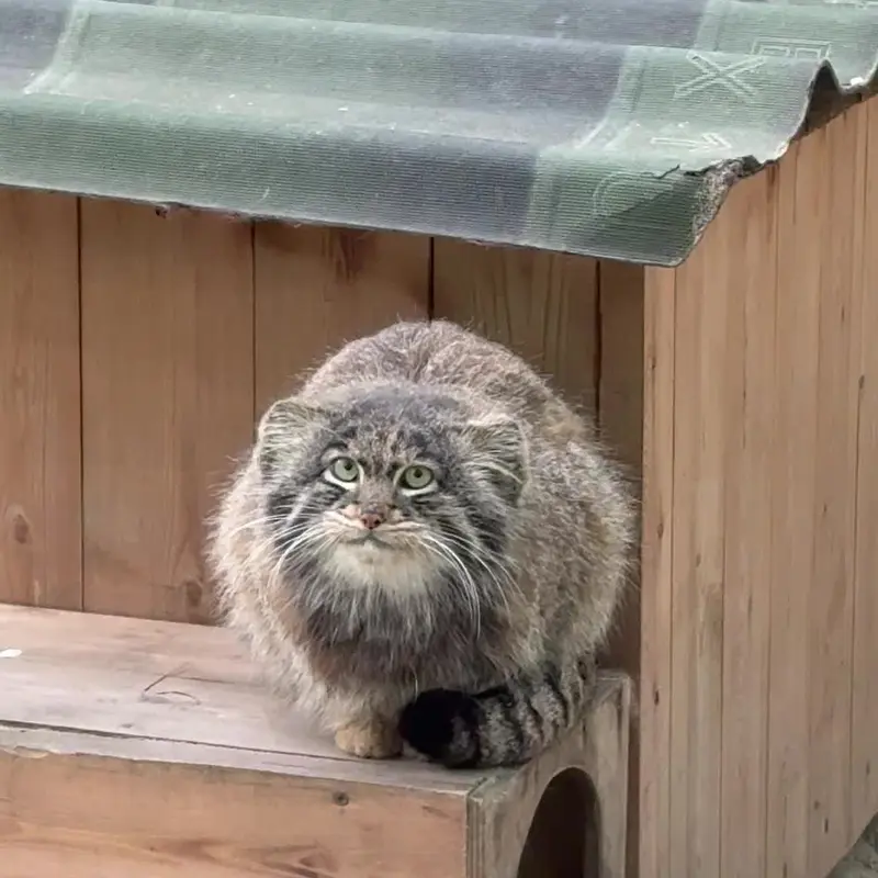 ノヴォシビルスク動物園のマヌルネコの写真