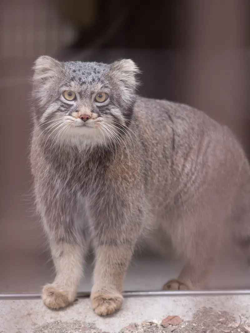 野毛山動物園のフィーガの写真