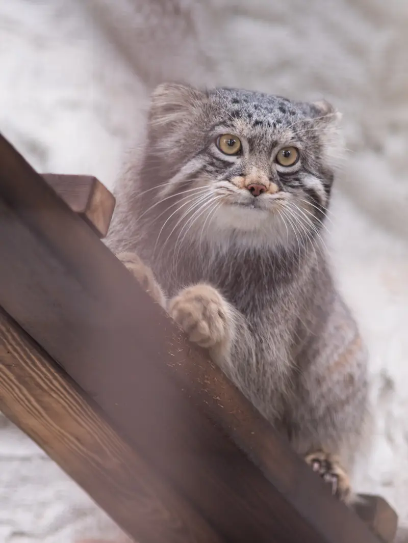 野毛山動物園のフィーガの写真