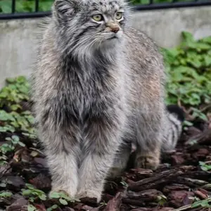 バイオ・トピア・ダンケルクのサランの写真