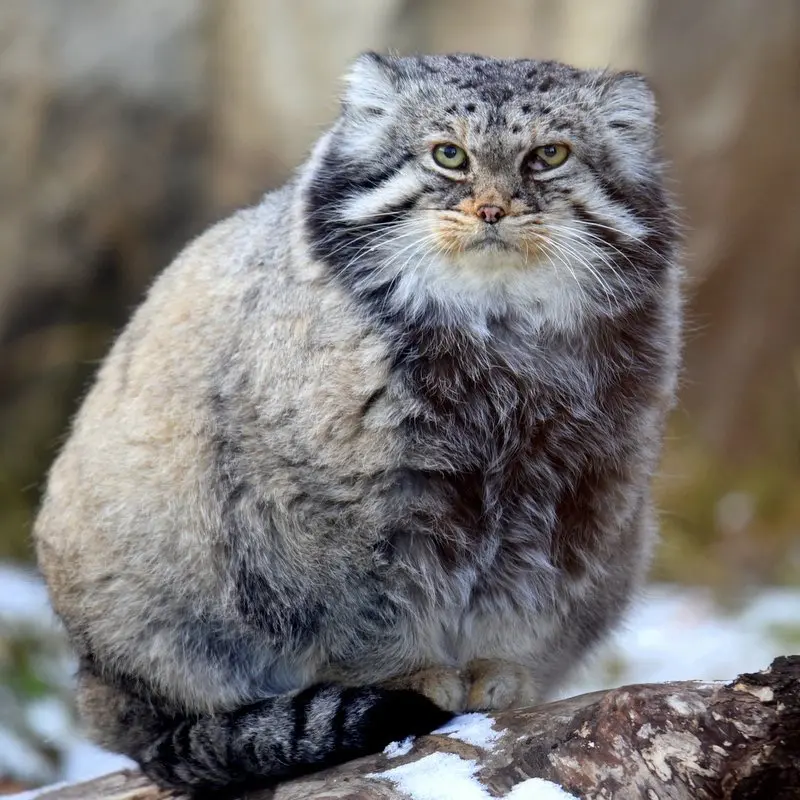モスクワ動物園のヴァディムの写真